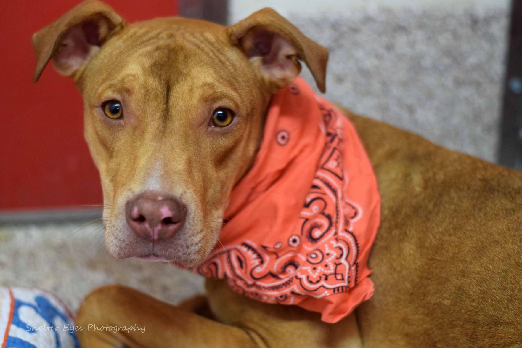Adopt a friend: Little Puppy